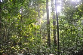 Built in between the two rivers outfall, sungai tembeling and sungai tahan. Where To Stay At Taman Negara National Park