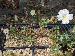 Image result for Monsonia angustifolia