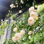 Profile Picture of David Austin Roses - Australiaon Google