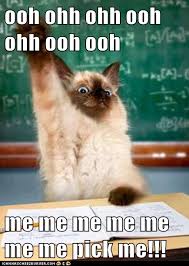 pin by sharon dundon on critters funny animal quotes funny cat memes funny animals