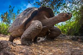 Hay tortugas que viven en los desiertos, e incluso hay tortugas que viven en zonas de clima frío, hibernando para pasar el invierno. Ciclo De Vida De Las Tortugas Mis Animales
