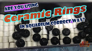 Are You Using Ceramic Rings In Aquarium Correctly Must Watch Youtube