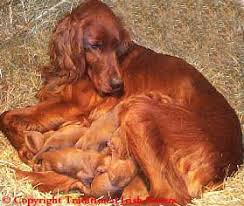 Irish setter puppies for sale gordon setter puppies for sale founded in 1884, the akc is the recognized and trusted expert in breed, health and training information for dogs. Traditional Irish Setters Bird Dog Breeders Irish Setter Puppies