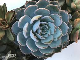 3 ways to identify your succulents. Low Light Succulents 12 Choices To Grow In Your Home Or Office