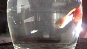 Fish Tank Howto Make Design Aquarium Fhd 1080p New 2017 Freshwater Setup Disease Breeding Plants Cute Wild Animals Guppy Fish Cute Animals List