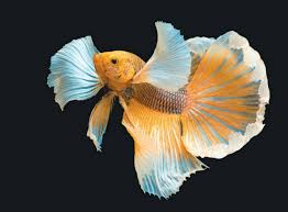 You Betta Believe It: Making the Most of This Profitable Tropical ...