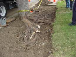 Tree root pruning eliminates possible broken sidewalks, driveways or any other concrete surfaces. Mann Made Resources Products Mann Made Resources
