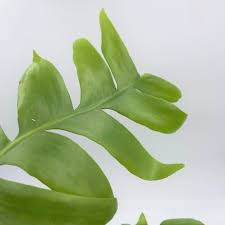 Upon the leaf in greek) is a genus of 19 species of epiphytic plants in the cactus family (cactaceae), native to central america.common names for these species include climbing cacti, orchid cacti and leaf cacti, though the latter also refers to the genus pereskia. Selenicereus Chrysocardium Urban Jungle