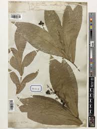 Image result for Lepisanthes senegalensis