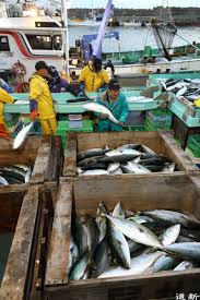 The pmtf is approximately 150 to 200 miles southwest of the different bristol bay fishing districts; Warmer Waters Bring New Types Of Fish To Hokkaido The Japan Times