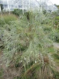 Image result for Gomphostigma