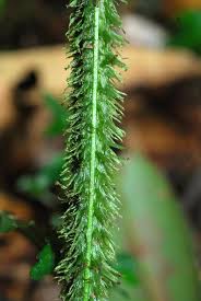 Image result for Diplazium humbertii