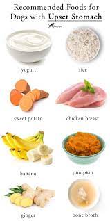 What To Feed A Dog With An Upset Stomach Foods Dogs Can Eat Dog Food Recipes Healthy Dog Food Recipes