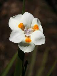 Maybe you would like to learn more about one of these? African Irises Hgtv