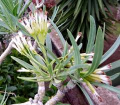 Image result for Kleinia