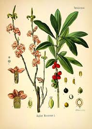 Image result for Daphne mezereum