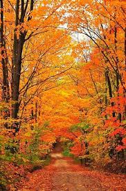 Autumn Tunnel Of Trees By Terri Gostola Autumn Scenery Autumn Scenes Autumn Trees
