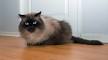 Himalayan Cats | Himalayan Cat Breed Info & Pictures | PetMD
