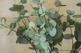 Maybe you would like to learn more about one of these? Artificial Eucalyptus Round Leaf Green Plant Branch Real Touch Silk Flower Arrangement Money Leaves China Artificial Leaf And Decoration Leaf Price Made In China Com