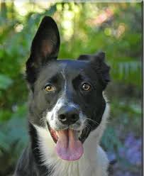A belgian malinois should live to be 12 to 15 years. I M Getting My Doggo In 4 Weeks Belgian Malinois Border Collie Mix Still Looking For A Fitting Name Any Thoughts 9gag
