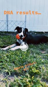 #adoptdontshop #aussiepitmix #embarkvet