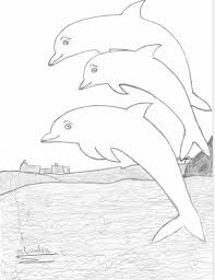 Step By Step Realistic Dolphin Drawing Novocom Top