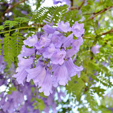 Image result for Jacaranda mimosifolia