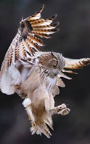 Owl Buho Vahsi Hayvanlar Yirtici Kuslar Hayvan