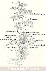 Diagram Of A Potato Plant True Roots Lawn And Garden Plants