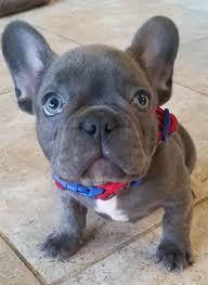 The french bulldog also affectionately known as, the frenchie, frenchie puppies, appeared during the 19th century in nottingham, england as a smaller version of the english bulldog and is often referred to as the toy english bulldog. Blue Wave French Bulldogs French Bulldog Puppies