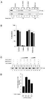 The golgi apparatus has many discrete functions. Inhibition Of Phosphatidic Acid Synthesis Alters The Structure Of The Golgi Apparatus And Inhibits Secretion In Endocrine Cells Journal Of Biological Chemistry
