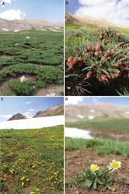 Image result for Kotschya strigosa