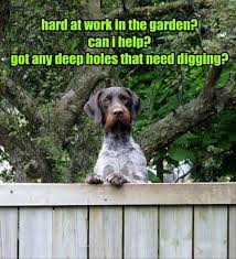 30 Gardening Memes That Will Make You Want To Garden Right Now Funny Animal Memes Animal Captions Funny Animal Photos