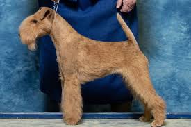 Image result for lakeland teriér