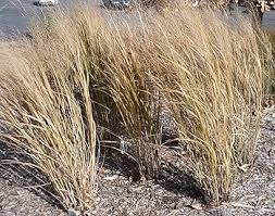 Image result for Sorghastrum stipoides