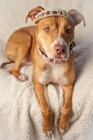 We have affordable dog boarding for your pup and an active the best part about boarding at partners dog training is our specialized training and doggy daycare programs. 52 Weeks Of Wordage Cupcake Aka The Best Dog In The Whole Wide Dog Boarding Near Me Dog Store Best Dogs