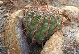 Where can you find cactus? Plantfiles Pictures Ferocactus Species Coast Barrel Cactus San Diego Barrel Cactus Ferocactus Viridescens By Palmbob