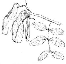 Image result for Julbernardia paniculata