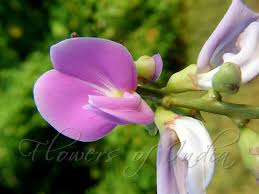 Image result for Canavalia ensiformis