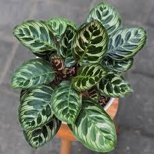 Image result for calathea