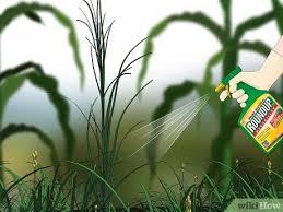 Check spelling or type a new query. 3 Ways To Control Johnson Grass Wikihow