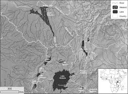 Image result for Panicum chambeshii