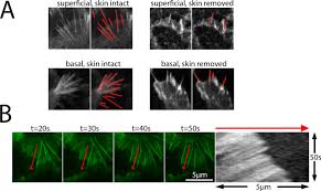 Download now and use free website builder software for your own or client's websites without restrictions. Zebrafish Posterior Lateral Line Primordium Migration Requires Interactions Between A Superficial Sheath Of Motile Cells And The Skin Elife