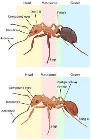 Ant Anatomy Asu Ask A Biologist Ants Anatomy Things Under A Microscope