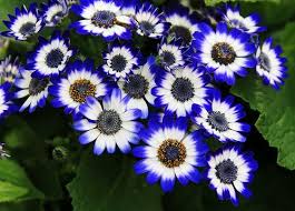 Image result for Cineraria deltoidea