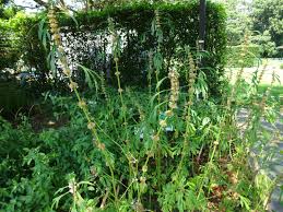 Image result for Leonurus japonicus