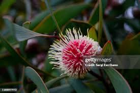 Image result for Hakea laurina
