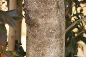 Image result for Combretum kraussii