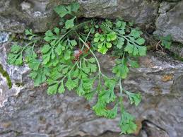 Image result for Asplenium rukararense