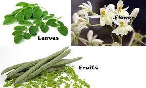 Moringa Oleifera Leaves Flower And Fruits Plant Benefits Moringa Medicinal Plants